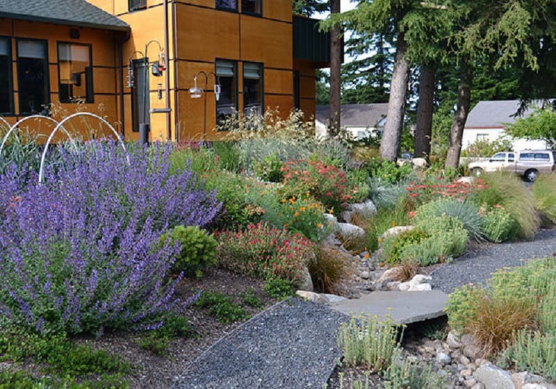 This image shows the side yard of a house in Washington state. The yard includes a rain garden that collects water from the street and filters pollutants. The garden includes drought-tolerant plants and grasses. Perennials range in color from purple to green to red. An orange house sits in the background.