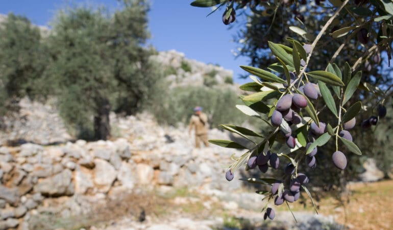 A farmer working in an olive grove in Aboud