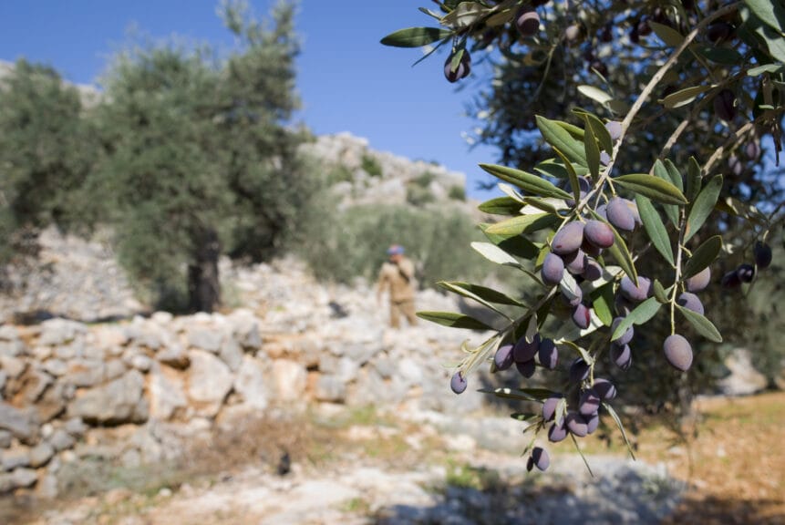 A farmer working in an olive grove in Aboud