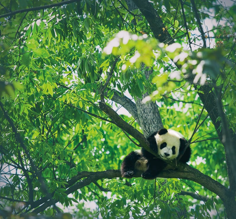 A panda cub sits among the branches of a eucalyptus tree