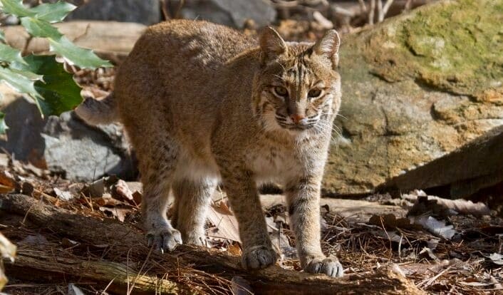 captive bobcat outdoors standing on a log. Surrounded by stones and trees.