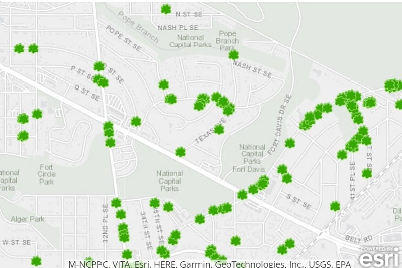 A map of tree locations in Washington, DC