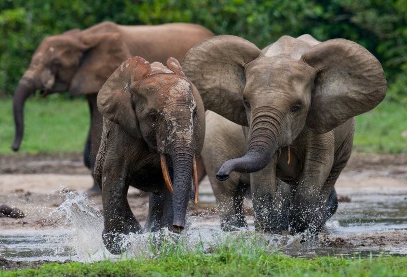 Elephants at the Dzanga-Sanha reserve in the Central African Republic