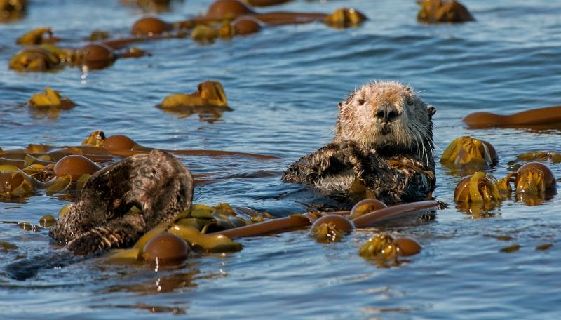 Sea otter in waters off Alaska